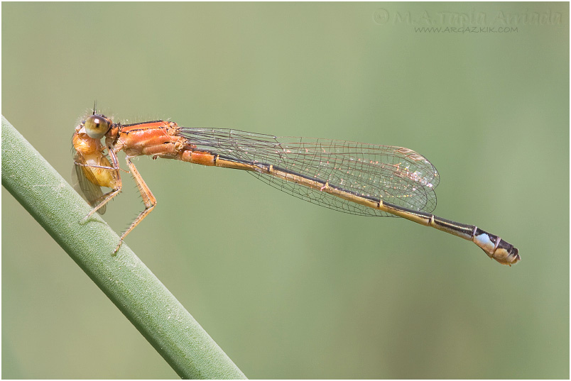 Ischnura graellsii Photo 1