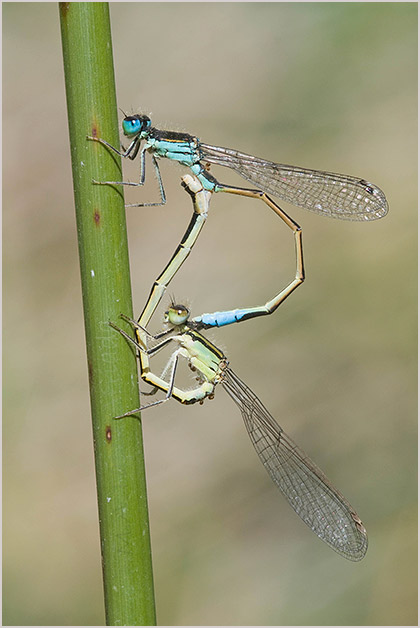 Ischnura graellsii photo 2