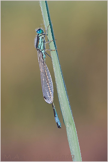 Ischnura graellsii photo 3