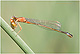 Ischnura graellsii Pic 1