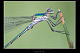 Lestes dryas Pic 1