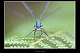 Lestes dryas Pic 2