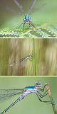 Lestes dryas Artxibo