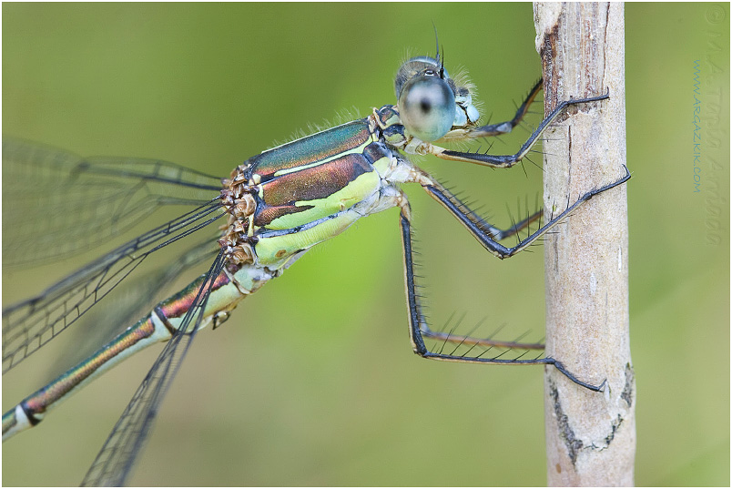 Lestes viridis photo 1
