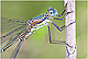 Lestes viridis Pic 1
