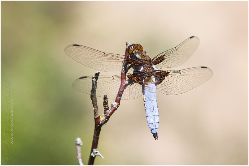 Libellula depressa photo 1