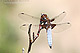 Libellula depressa Pic 1