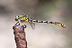 Onychogomphus forcipatus Pic 1