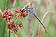 Onychogomphus forcipatus Pic 2