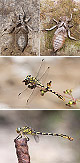 Onychogomphus forcipatus Artxibo