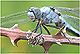 Orthetrum brunneum Pic 1