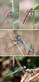 Orthetrum brunneum Artxibo
