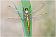 Orthetrum cancellatum Pic 1