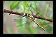 Orthetrum cancellatum Pic 2