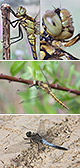 Orthetrum cancellatum Artxibo
