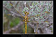 Orthetrum coerulescens Pic 2