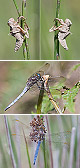 Orthetrum coerulescens Artxibo