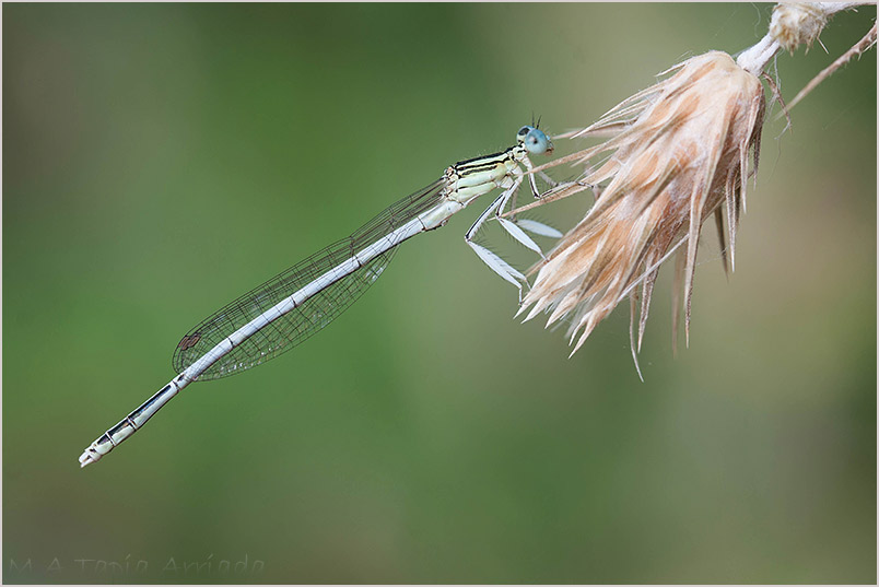 Platycnemis latipes photo 1