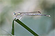 Platycnemis latipes Pic 2