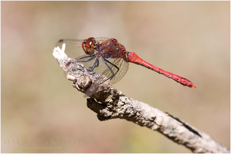 Sympetrum sanguineum photo 1