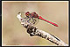 Sympetrum sanguineum Pic 1