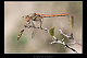 Sympetrum striolatum Pic 1