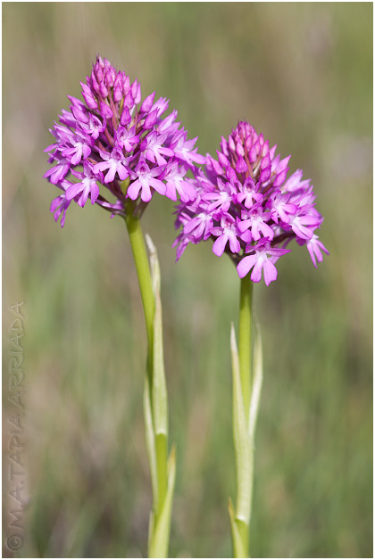 Anacamptis pyramidalis 5