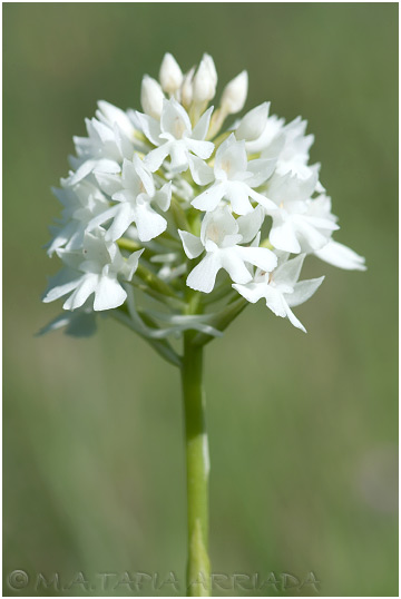 Anacamptis pyramidalis 6