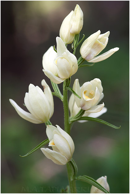 Cephalanthera damasonium photo 3