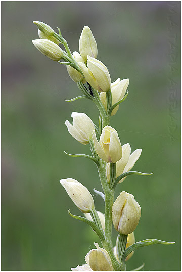 Cephalanthera damasonium photo 4