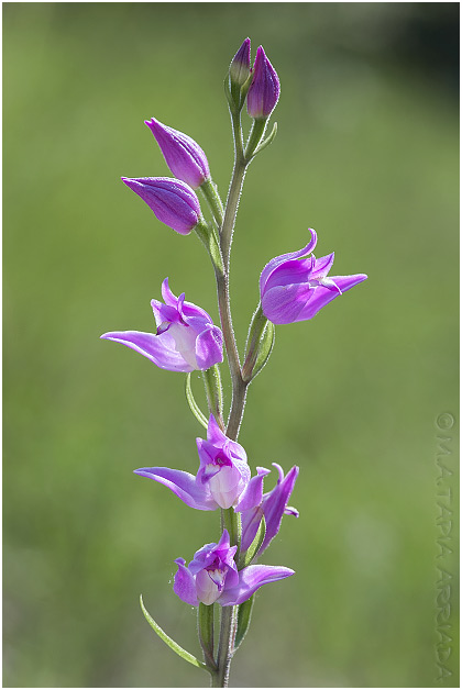 Cephalanthera rubra photo 1