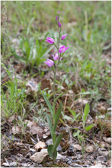 Cephalanthera rubra photo 2