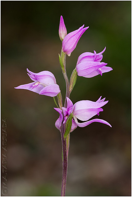 Cephalanthera rubra photo 3