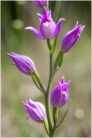 Cephalanthera rubra photo 4