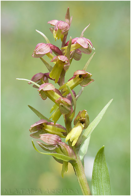 Coeloglossum viride photo 3