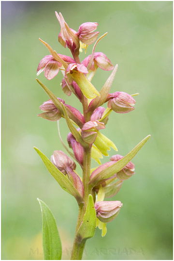 Coeloglossum viride photo 4