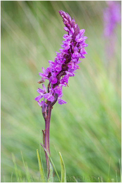 Dactylorhiza elata photo 1
