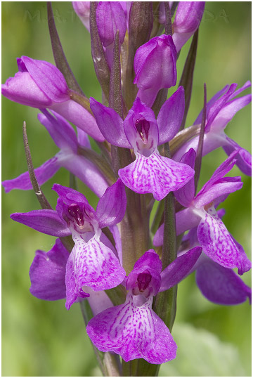 Dactylorhiza elata photo 2