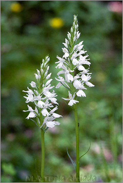 Dactylorhiza ericetorum 3