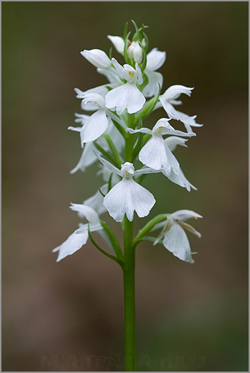 Dactylorhiza ericetorum 4