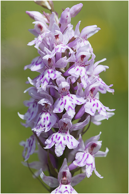 Dactylorhiza fuchsii 3