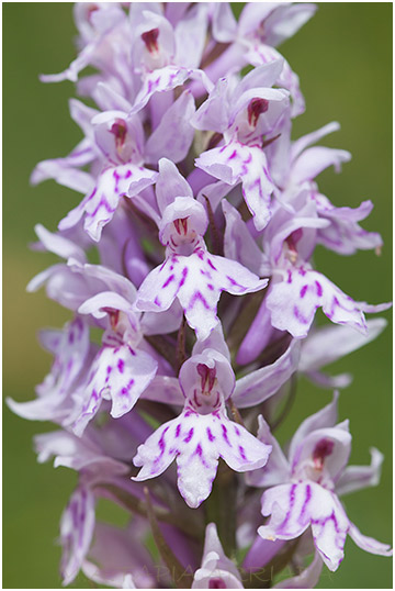 Dactylorhiza fuchsii 4
