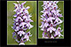 Dactylorhiza fuchsii 2