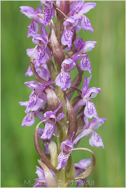 Dactylorhiza incarnata 3