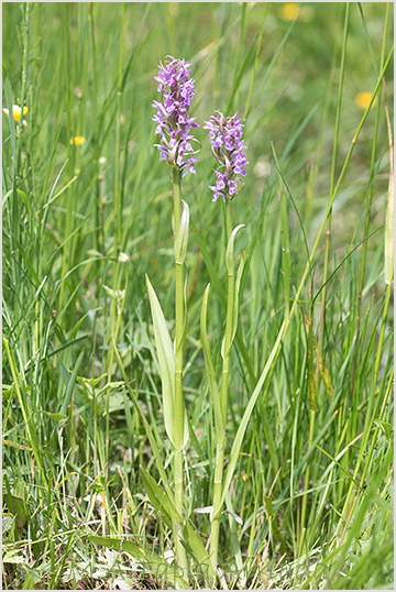 Dactylorhiza incarnata 4