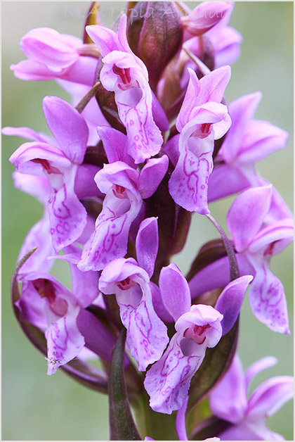 Dactylorhiza incarnata 5