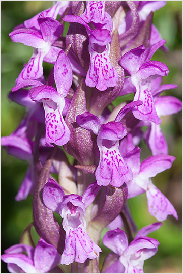 Dactylorhiza incarnata 6
