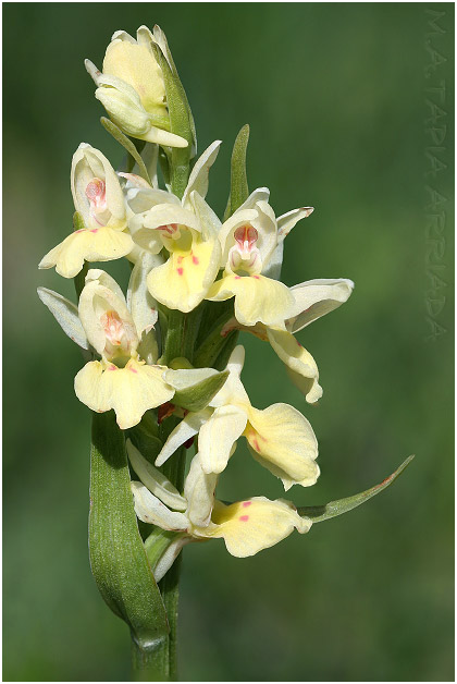 Dactylorhiza insularis 1