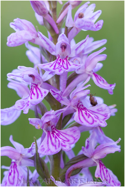 Dactylorhiza maculata 5