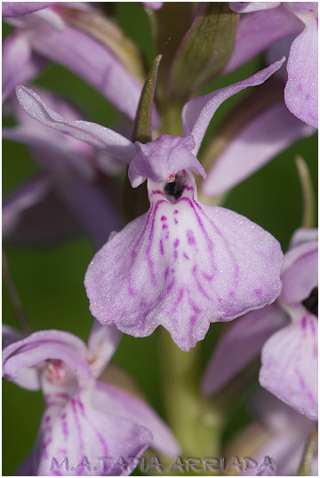 Dactylorhiza maculata 6